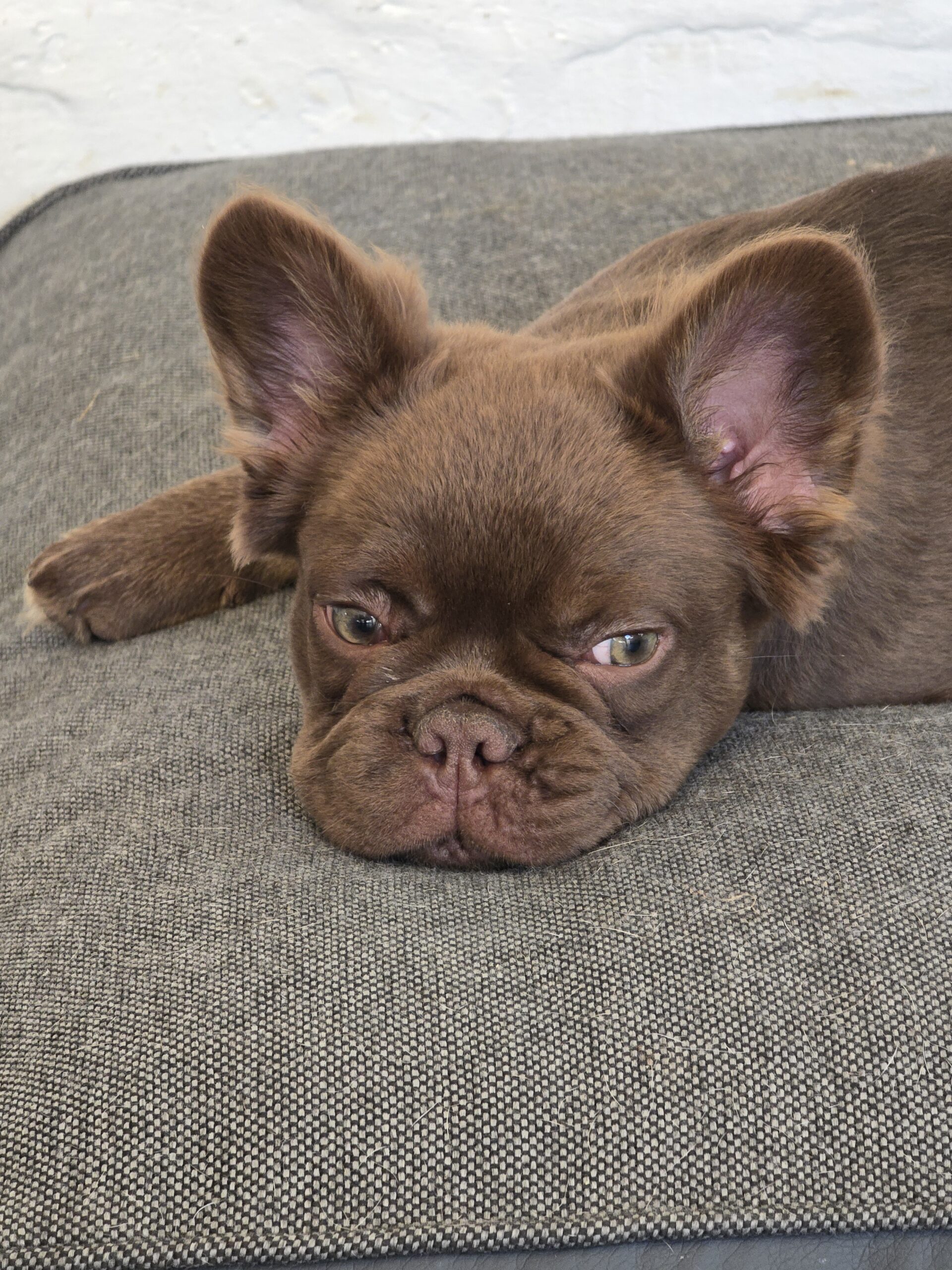 Bouledogue Zen élevage de bouledogue français poil court et fluffy